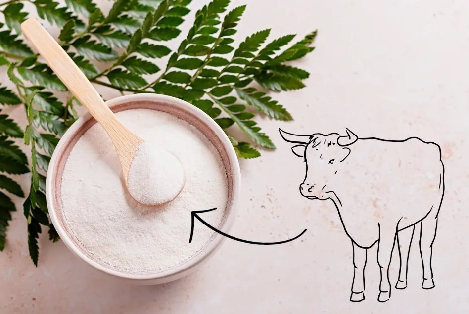 Is Bovine Collagen Permissible? A Halal Check